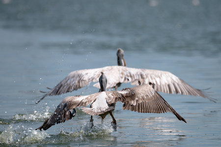 spot billed pelican or grey pelican in Thailandの写真素材