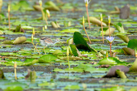 Pheasant-tailed Jacana juvenile の写真素材