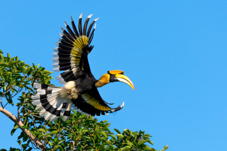 Flying great hornbill at Khao Yai national park, THAILANDの素材 [FY31091140914]