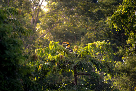 Great hornbill at Khao Yai national park, THAILANDの写真素材
