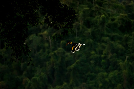 Flying great hornbill at Khao Yai national park, THAILANDの写真素材