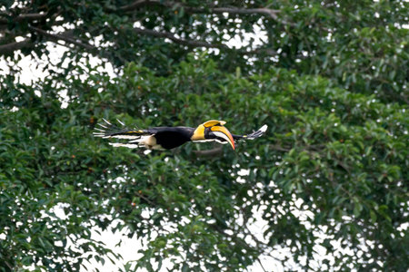 Flying great hornbill at Khao Yai national park, THAILANDの写真素材