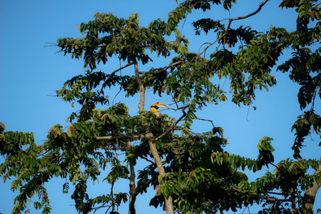 Great hornbill at Khao Yai national park, THAILANDの写真素材