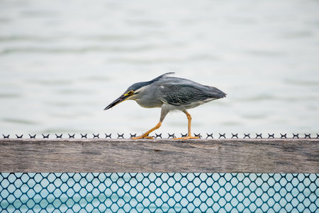 Little Heron