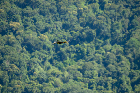 Flying great hornbill at Khao Yai national park, THAILAND