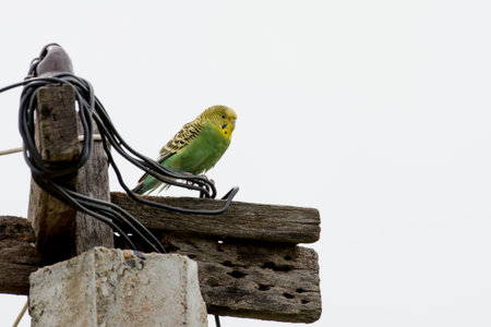 parakeet is any one of a large number of small to medium-sized species of parrot