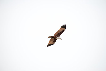 flying Brahminy Kite at Bangpu Recreation Center; Samut Prakan; Thailand