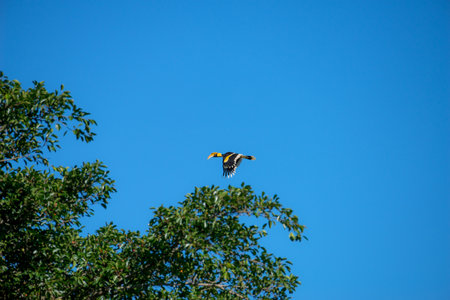 great hornbill at Khao Yai national park, THAILAND