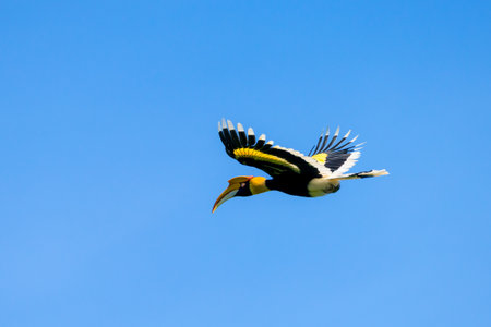 Flying great hornbill at Khao Yai national park, THAILANDの写真素材