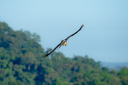 great hornbill at Khao Yai national park, THAILANDの写真素材