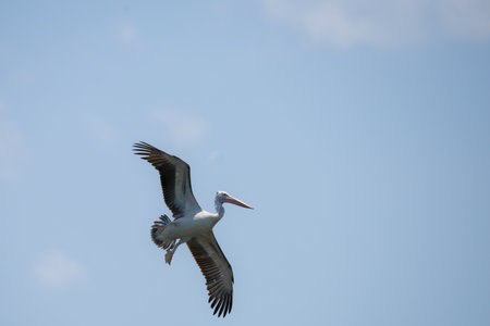 Flying spot billed pelican or grey pelican in Thailandの写真素材