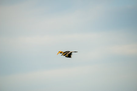 Flying great hornbill at Khao Yai national park, THAILANDの写真素材
