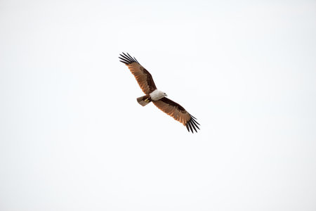 flying Brahminy Kite at Bangpu Recreation Center; Samut Prakan; Thailand