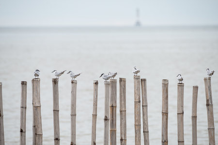Whiskered Tern at Bangpu Recreation Center, Samut Prakan, Thailand