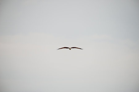 flying Brahminy Kite at Bangpu Recreation Center; Samut Prakan; Thailand