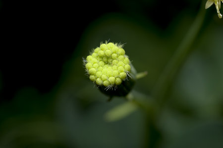 Little green star flowerの写真素材