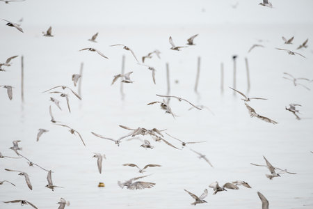 Whiskered Tern at Bangpu Recreation Center, Samut Prakan, Thailand