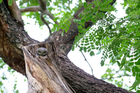 spotted owl in Thailandの写真素材