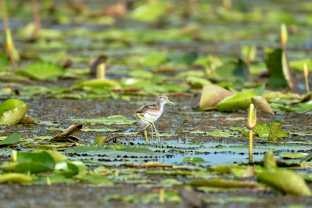 Pheasant-tailed Jacana juvenile 
