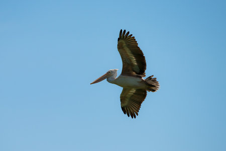 Flying spot billed pelican or grey pelican in Thailandの写真素材