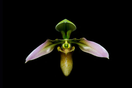 beautiful orchid flowers in gardenの写真素材