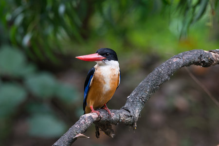 Black-Capped Kingfisher has a purple-blue wings and back, black head and shoulders, white neck collar and throat, and rufous underparts.の写真素材