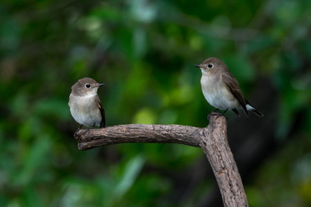 Taiga Flycatcher in Bangkok THAILANDの写真素材