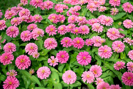 beautiful Pink Flowers background textureの写真素材