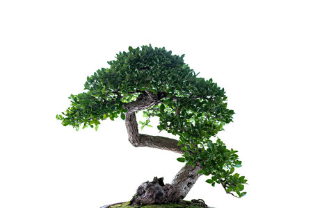 Bonsai is a Japanese art form using trees grown in containers on white backgroundの写真素材