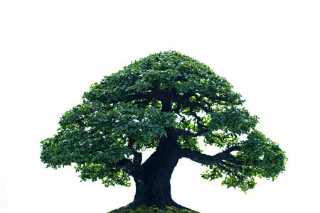 Bonsai is a Japanese art form using trees grown in containers on white backgroundの写真素材