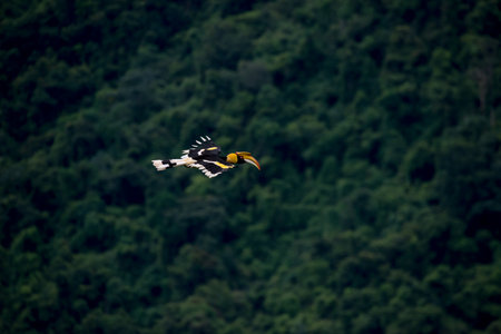 Great hornbill at Khao Yai National Park, Nakhonratsima, THAILANDの写真素材