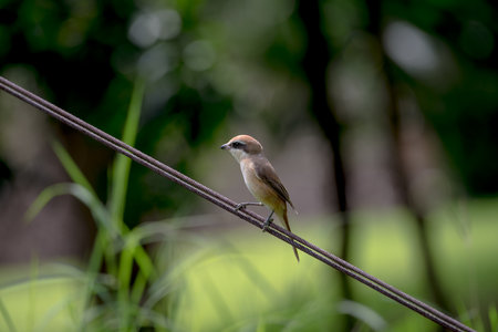 Brown shrikeの写真素材