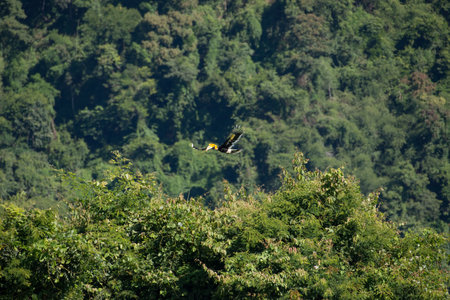 Flying great hornbill at Khao Yai national park, THAILANDの写真素材
