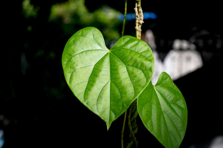 Green heart shaped leaves treeの写真素材