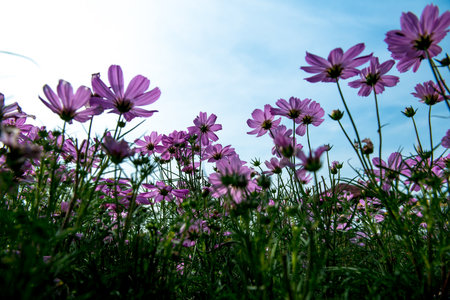 Pink Cosmos Flowers with skyの写真素材