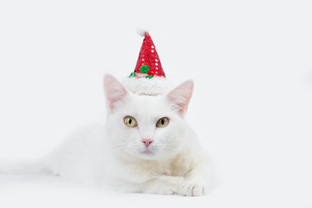 white cat with santa hatの写真素材