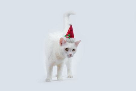 white cat with santa hatの写真素材