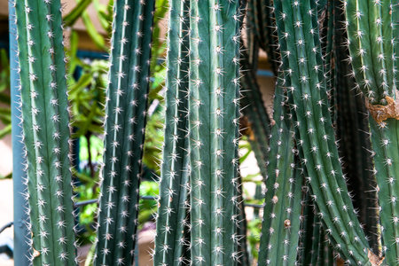 closeup green Cactus background texture の写真素材