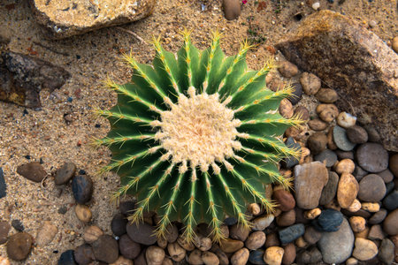 top view of Cactus