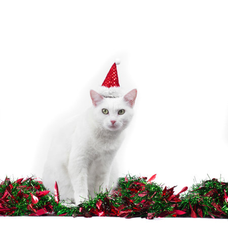 white cat with santa hatの写真素材