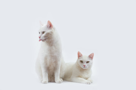 couple cute white cat with white backgroundの写真素材