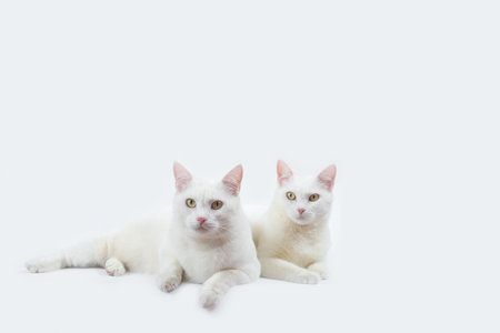 couple cute white cat with white backgroundの写真素材