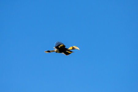 Flying great hornbill at Khao Yai national park, THAILANDの写真素材