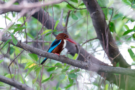 white-throated kingfisher also known as the white-breasted kingfisher is a tree kingfisherの写真素材