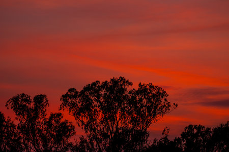 Silhouette of tree with beautiful sunset background