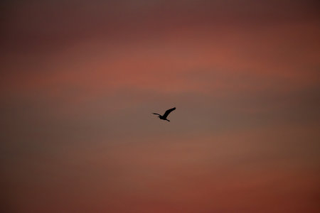 Silhouette of flying bird with beautiful sunset backgroundの写真素材