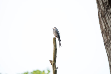 ashy drongo is found widely distributed across South and Southeast Asiaの写真素材