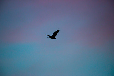 Silhouette of flying bird with beautiful sunset backgroundの写真素材