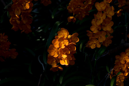 beautiful orchid flowers in gardenの写真素材