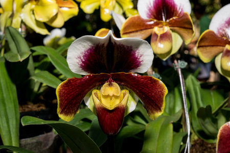 beautiful orchid flowers in gardenの写真素材